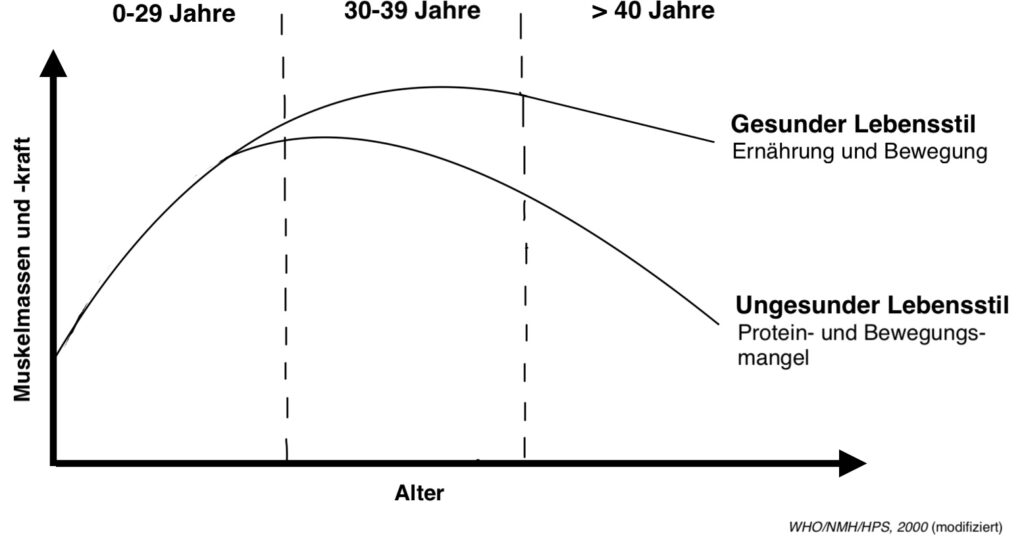 Grafik über Muskelmassen und -kraft bei gesundem und ungesundem Lebensstil – Einfluss des Proteinbedarfs ab 40 Jahren.