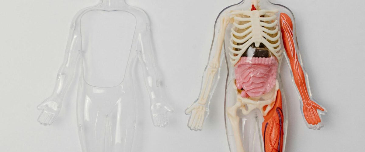Transparentes anatomisches Modell mit Skelett, Muskeln und Organen zur Veranschaulichung, wie Muskelabbau beim Training gestoppt werden kann.